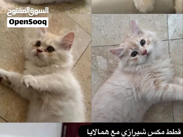 قطط مكس شيرازي هملايا