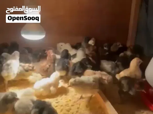 للبيع صيصان مشكلين