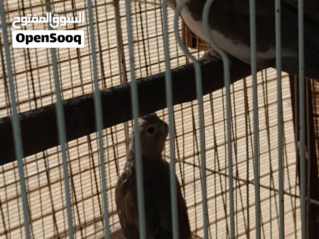 طيور كوكتيل جاهزه للانتاج