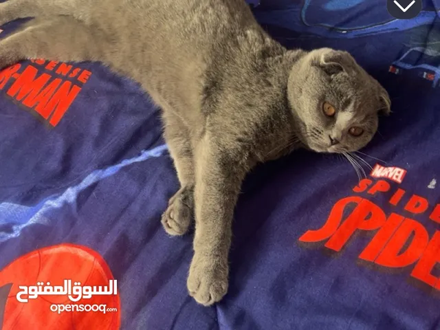 سكوتش بيور