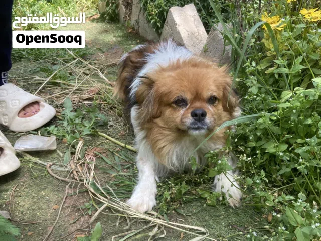 لبيع كلب ميكس (Pekingese × Pomeranian) الجنس: ذكر