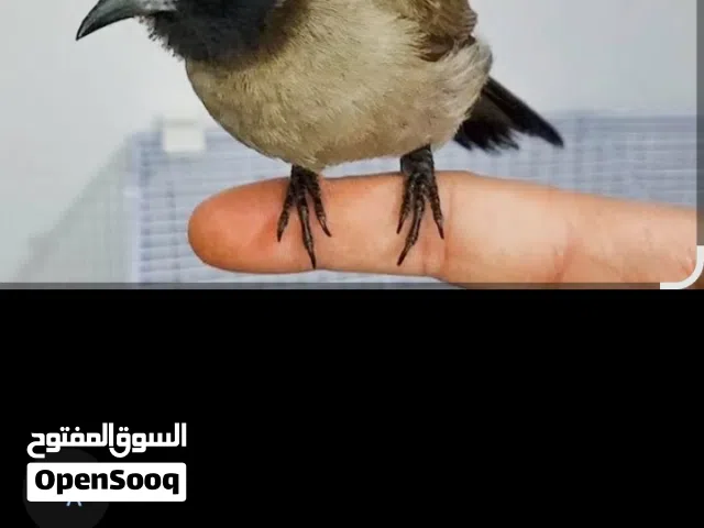 بلبل سوري الجوز 5دنانير