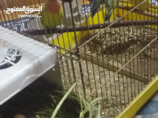 ببغاء اللبيع