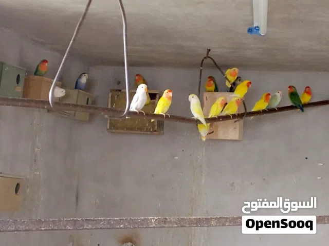 مجموعة طيور مشكله للبيع كوكتيل طيور حب رينبو هوقو رومو روز دره