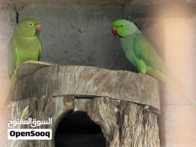 زوج بزارات وحالياً لازمات بيت هنديات خشنات