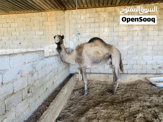 ناقه سودانيه للبيع