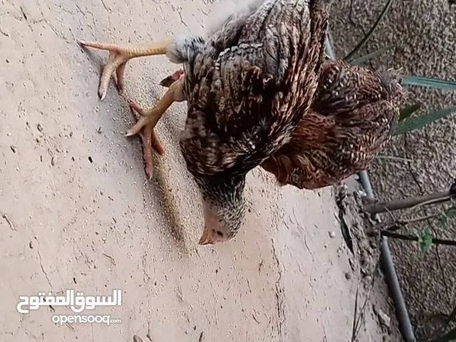 فراريج عرب ديج ودجاجتين وحدة دندراوية ووحدة ورد الباجلة وديج شمسي عمر شهرين