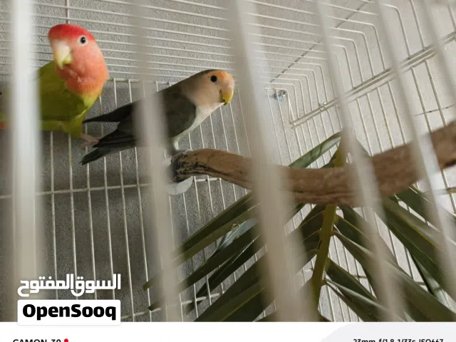 كوبيه لتبديل بي كنيور ونزيدك أو للبيع