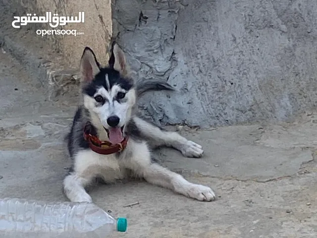 كلب هاسكي عمر أربع شعور للبيع السعر :279