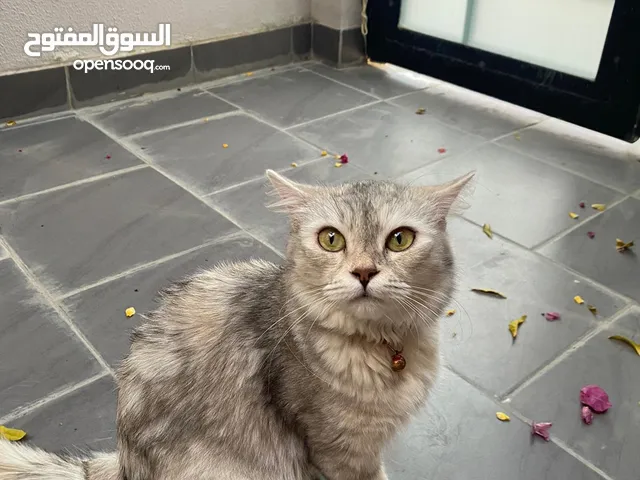 قطط للتبني/cats for adoption