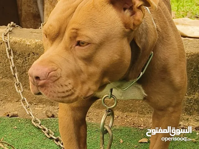 كلب أنثى بيتبول امريكي مستوى عالي مدربه في نادي الرماية الأردني لتجاوز فقط
