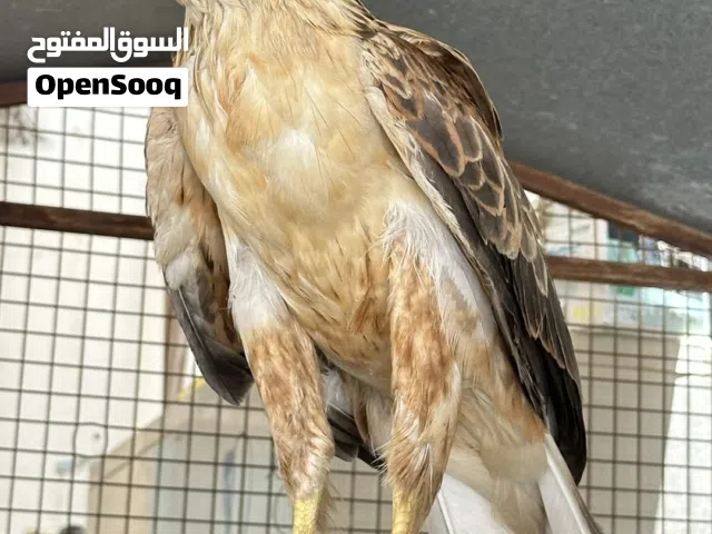 طير جبلي عملاق