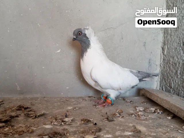 طيره ارباشاي المنيوم المانيه وفحل بولندي خاتم العلم