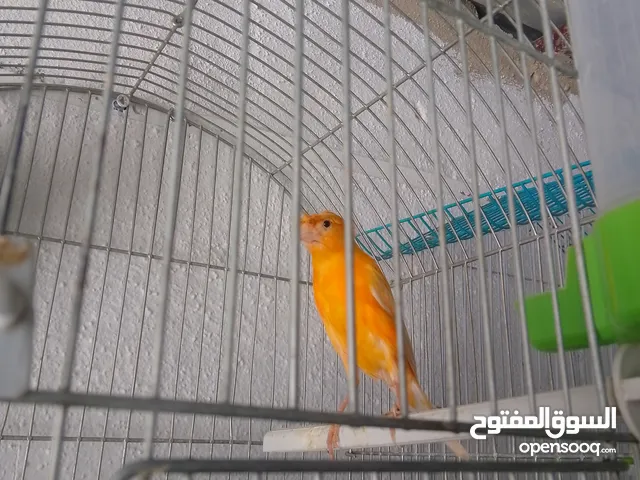 فحول وطواير نخب اول شغل مقنى