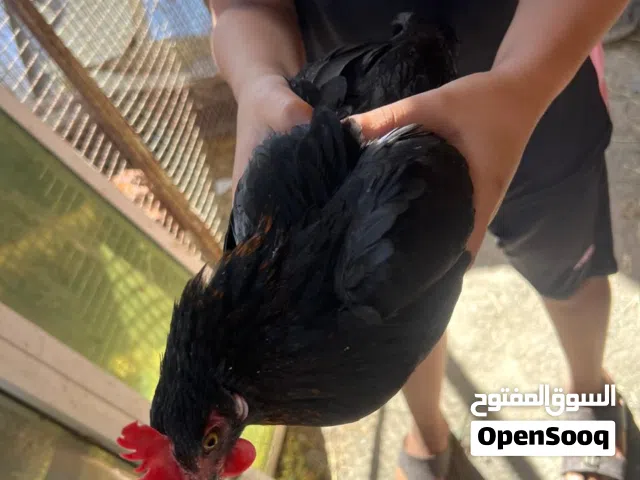 للبيع دجاجه عمانيه الوصف مهم جدا