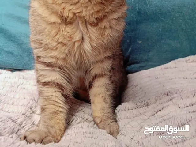 ذكر اسكوتش فولد