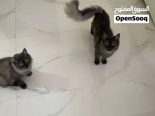 Cat for Adoption
