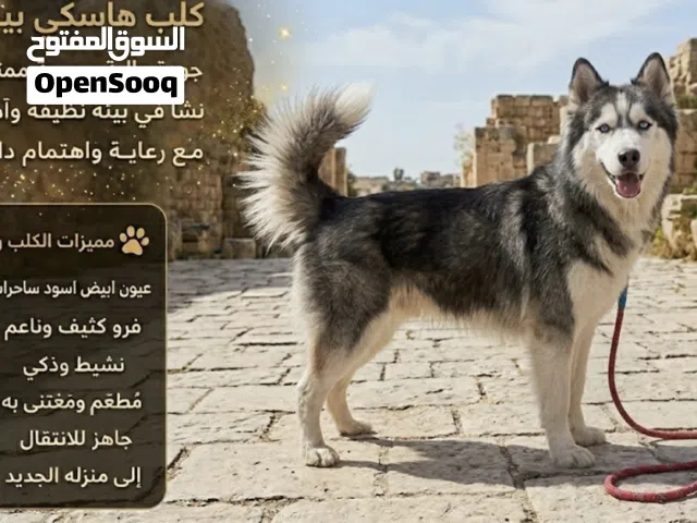 البيع لعدم التفرغ بسبب العمل • مقابل مركز امن الشمالي