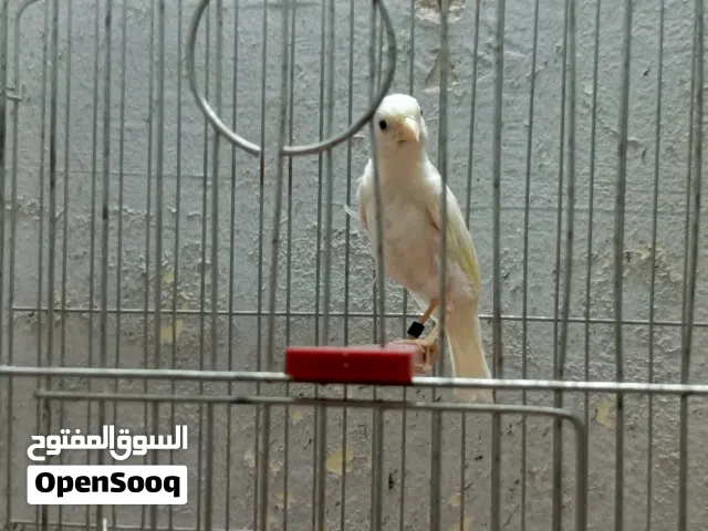 طيرة بيضة رجلين مسلخات