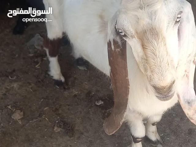 مطلووووب فحل سمار بندوق شغل هداد صغير بالعمر