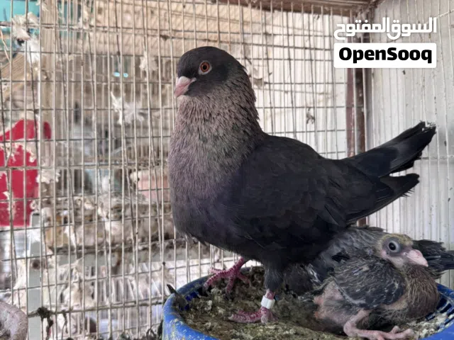 ازواج كلاي