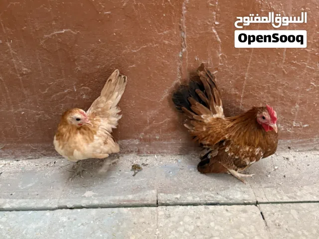 Chicken pair 5 months old