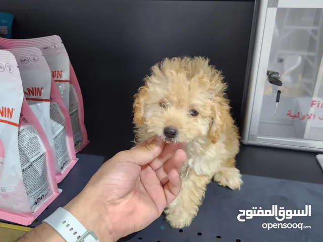 كلب توي بودل Toy Poodle للبيع