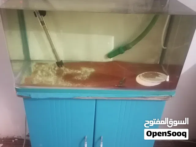 حوض،سمك للبيع