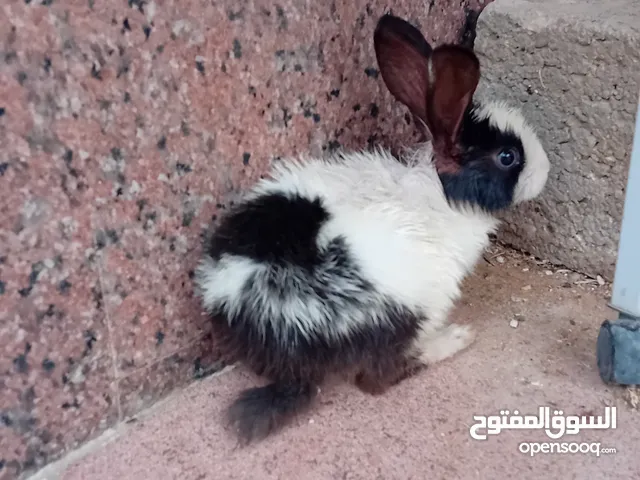 ارنب اليف مناسب اطفال الرياض