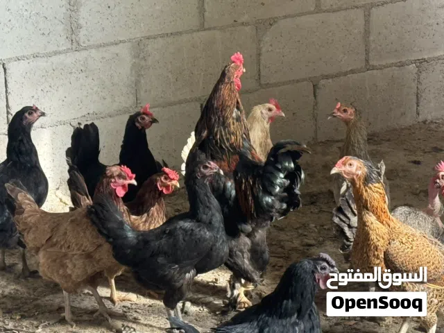 دجاج بلدي البزره القديمة