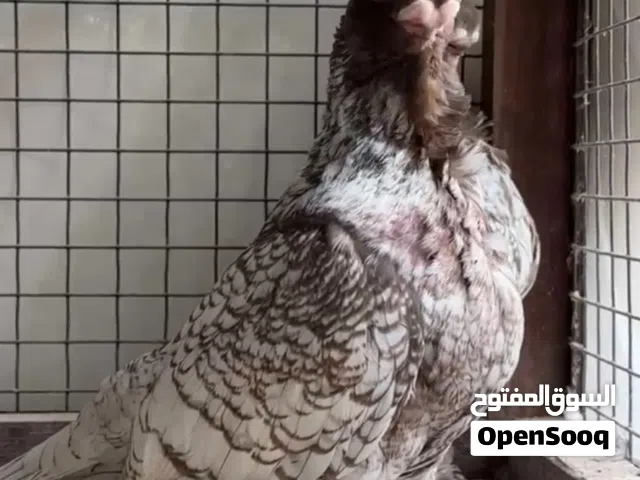 بلندونيت زوج منتج براون ليس من سلالة ابطال
