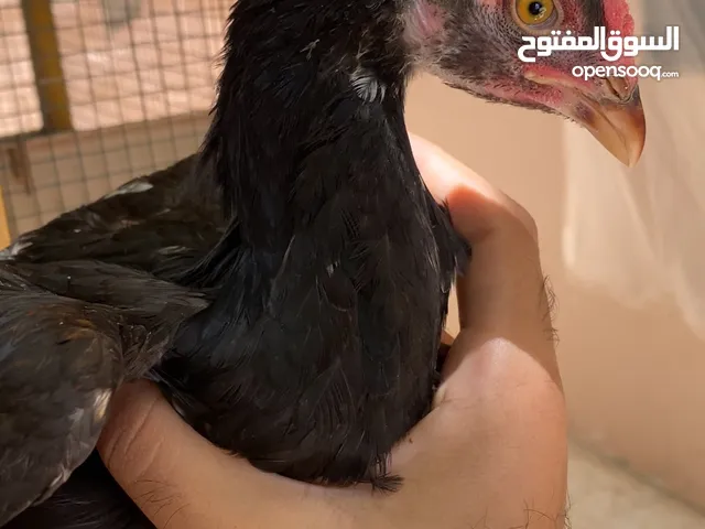 ديك و جاجه باكستاني سندي