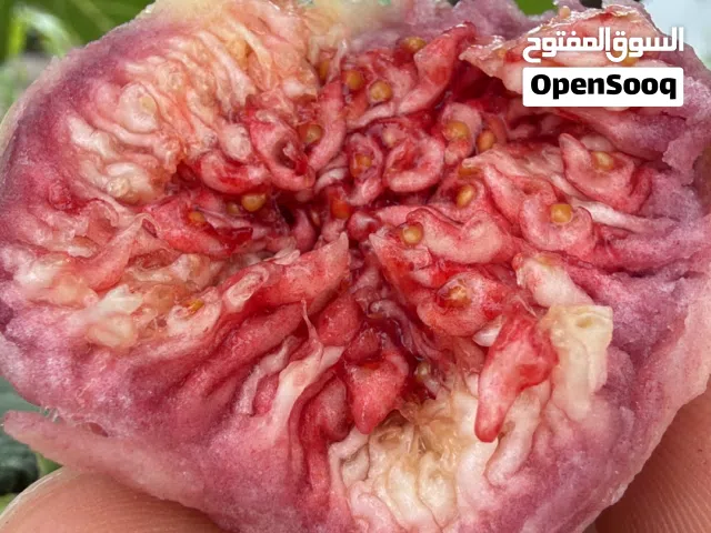 شتلات تين نوعين ممتازة
