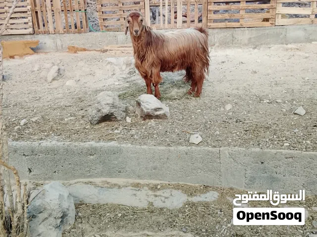 تيوس وكباشة كلهن فحول