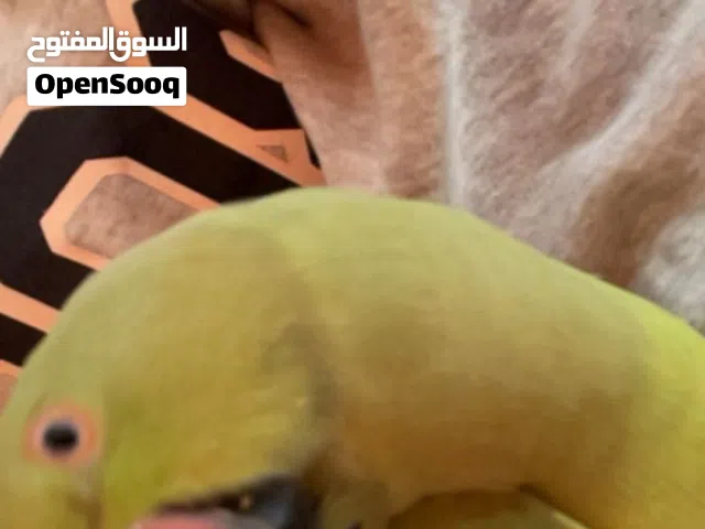 طير مفقود في معبيله الجنوبيه