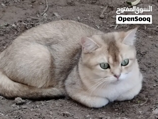 قطه كولد ستريت وياها 7 كتنات العمر 4ايام والام عمرها سنه ونص منتجه وامايه راقيه