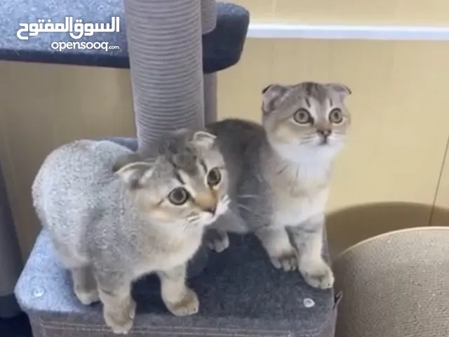 قطط سكوتش فولد جولدن