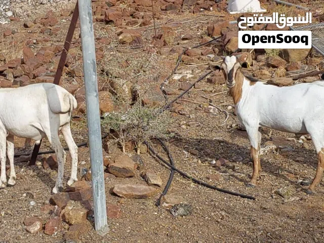 تيوس وكباشا صومالي  مطعومات