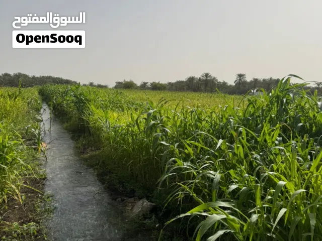للبيع زرع نوع (حريه)
