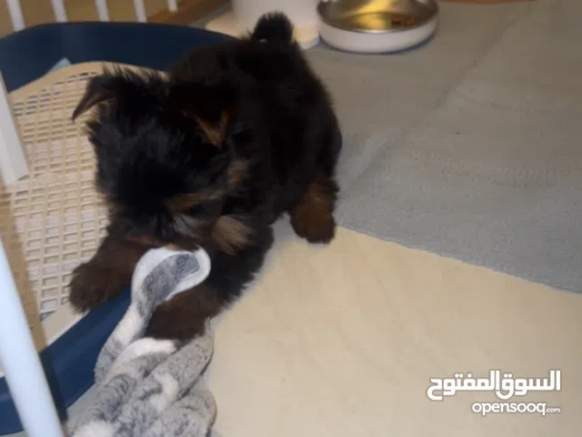 Yorkshire puppy for sale
