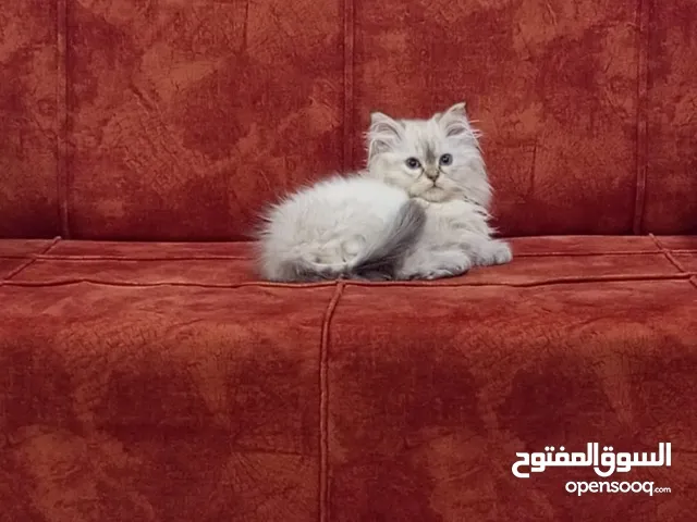 قط كتن للبيع