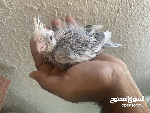 Cockatiels whiteface chicks