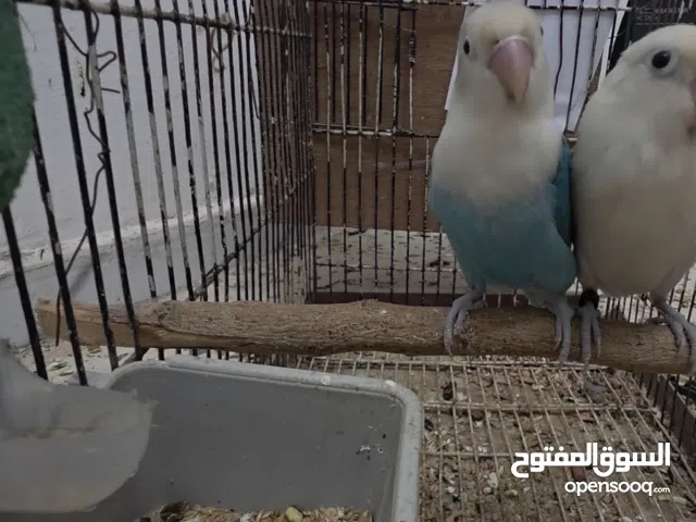 ذكر فيشر اموره تمام