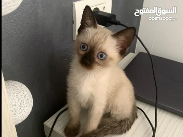 قط سيامي ذكر عمره شهرين