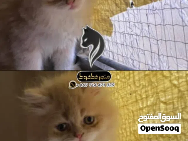 عروضنا غير