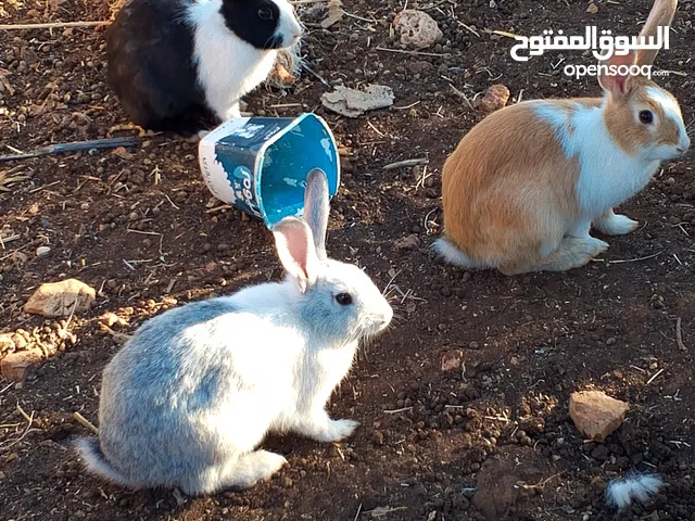 موجود ارانب كبار للبيع نقي الجوز على 14 دينار