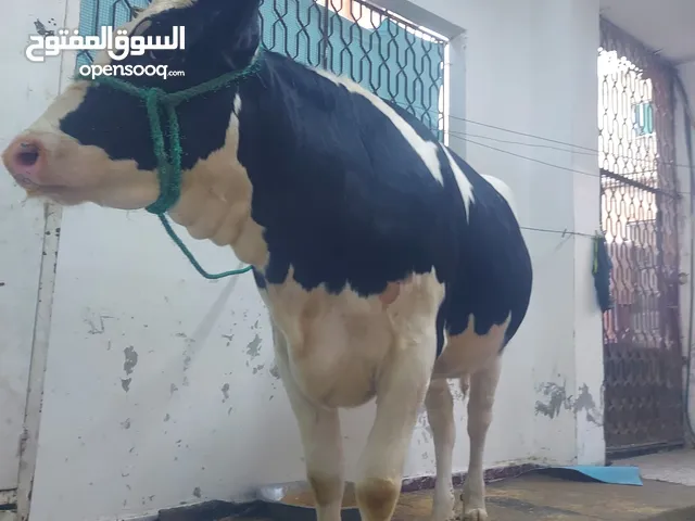 ذبح اضاحي داخل اربد