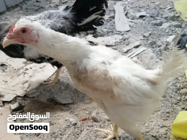 دجاج عرب للبيع بياض دجاجتين وثلاث ديوكه