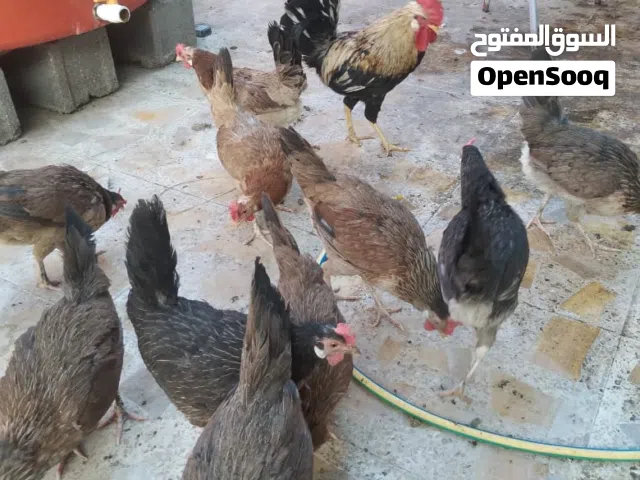 دجاج كويتي مال بيت دندراوي