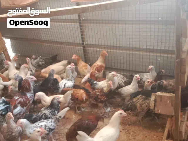 دجاج عماني وفرنسي